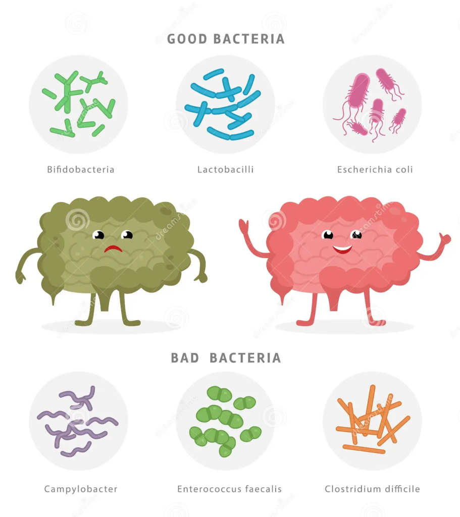 bad vs good bacteria with specific examples