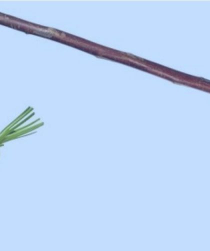 carrot hanging from a stick
